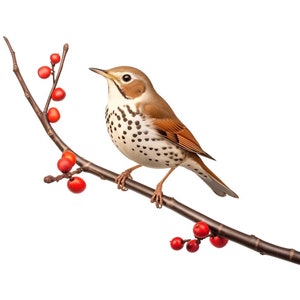 Hermit Thrush 11oz Ceramic Mug