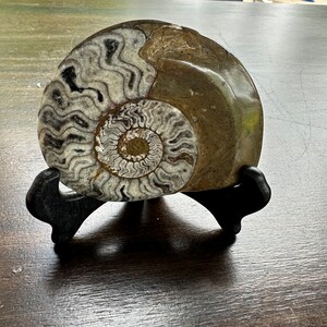 Cool fossil