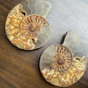 Cool fossil