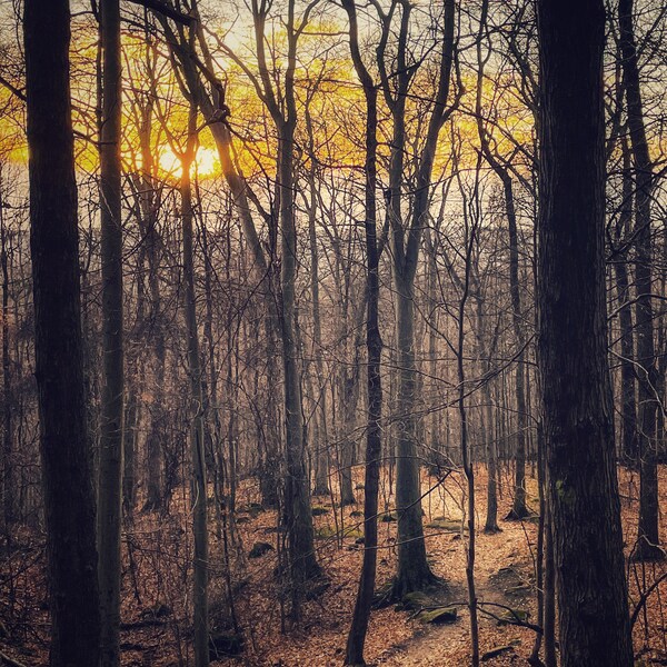 Forest Mobile Phone Wallpaper Photo Background Whipp's Ledges in Hinckley Ohio (Cleveland Metroparks Digital Sunset Picture)