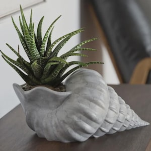 Puede incluir: Una maceta decorativa gris en forma de concha que contiene una planta suculenta verde. La maceta tiene una superficie texturizada y está sobre una mesa de madera marrón oscuro. La planta tiene hojas verdes con marcas blancas.