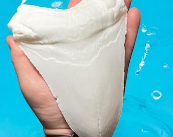 Megalodon Tooth Replica, Shark Fossil Prop, Realistic 17cm, Megalodon Collector's Item, Ocean Lover Gift, Shark Decor