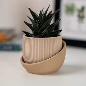 Può includere: Una piccola pianta succulenta con foglie verde scuro che cresce in un vaso marrone chiaro con una texture a coste. Il vaso è su una superficie bianca.