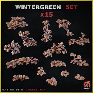 Può includere: Un set di 15 modelli di piante in miniatura Wintergreen di varie forme e dimensioni. I modelli sono di colore marrone tenue e sono disposti su uno sfondo nero. Il testo "WINTERGREEN SET x15" è in alto.