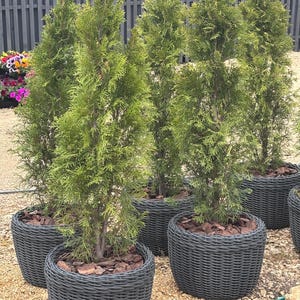 Peut inclure: Plusieurs thuyas verts dans des jardinières grises foncées tressées. Les arbres ont un feuillage vert dense et sont plantés dans des jardinières rondes à effet tressé. La scène se déroule à l'extérieur, avec une clôture en bois en arrière-plan.