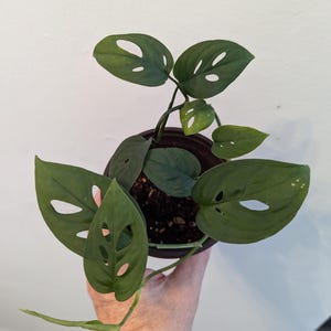 Monstera Adansonii Swiss Cheese Plant). Fully rooted and potted in 4 inch pot