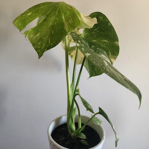 Rare Monstera Thai Constellation