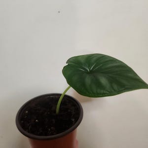 Alocasia  Dragon Scale starter, fully rooted and potted.