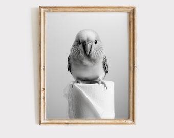 Budgie Poster Animal Bathroom Poster Budgie Gift Budgie Art Bathroom Wall Decor Poster black and white Bathroom Print Digital Download