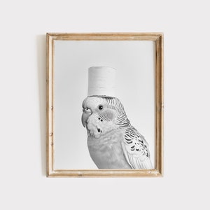 Póster de periquito, arte de pared de pájaros, póster de animales para el baño, regalo de periquito, arte de periquito, decoración de pared para el baño, póster en blanco y negro, impresión para el baño