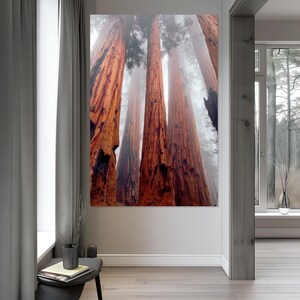 May include: A large framed print of towering redwood trees in a misty forest. The trees have reddish-brown bark and stretch upwards, disappearing into the fog. The artwork is displayed on a white wall.