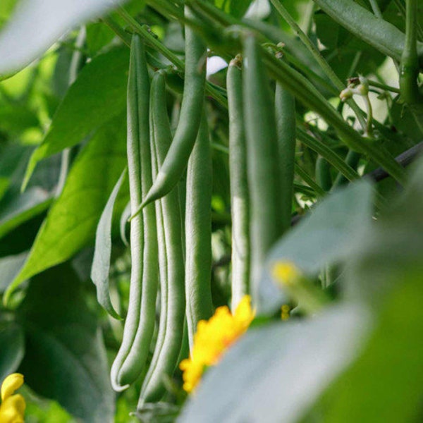 Contender bush green bean seeds