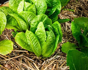 Parris Island Cos Romain Lettuce seeds