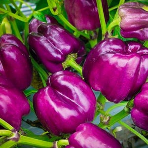 Purple Beauty Sweet Pepper seeds