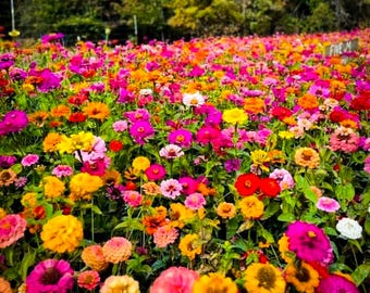 California Giant Zinnia Seeds