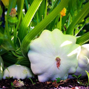 Early White Bush Scallop squash seeds