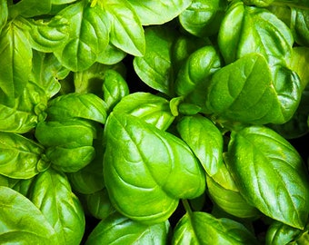 Genovese Basil Seeds
