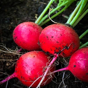 May include: Close-up of four red radishes with green stems and roots, freshly harvested from the garden.
