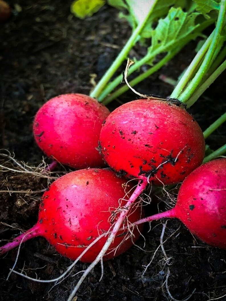 May include: Close-up of four red radishes with green stems and roots, freshly harvested from the garden.