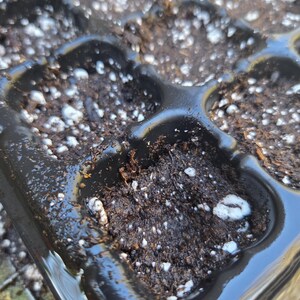May include: Close-up of a black plastic seed starting tray filled with dark soil and white perlite. The tray has multiple individual cells, each holding soil. The soil appears moist, with some water droplets visible.