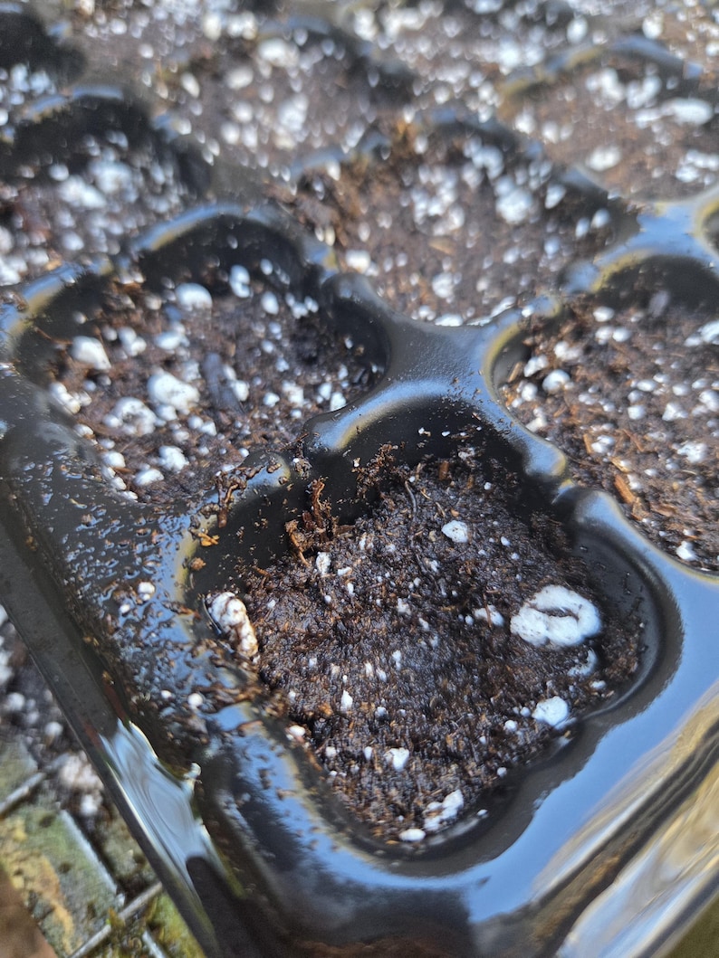 May include: Close-up of a black plastic seed starting tray filled with dark soil and white perlite. The tray has multiple individual cells, each holding soil. The soil appears moist, with some water droplets visible.