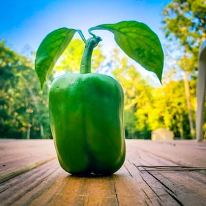 California Wonder Sweet Pepper seeds