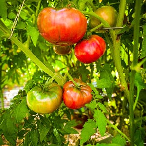 Purple Cherokee Tomato seeds