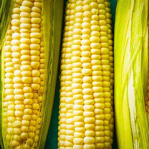 May include: Three ears of corn with husks partially removed, revealing the yellow kernels. The corn is arranged vertically, with the husks overlapping.