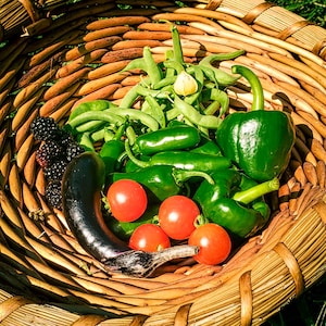Texas A&M Jalapeno seeds