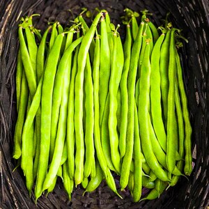 Kentucky Blue Pole Beans seeds