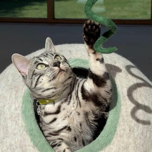 Op de afbeelding: Een zilver en zwart gevlekte kat met een limoengroene halsband in een koepelvormige, lichtgrijze vilten kattenhol met een lichtgroene rand. De kat reikt met &eacute;&eacute;n poot omhoog om naar een hangend, spiraalvormig groen vilten speeltje te slaan.