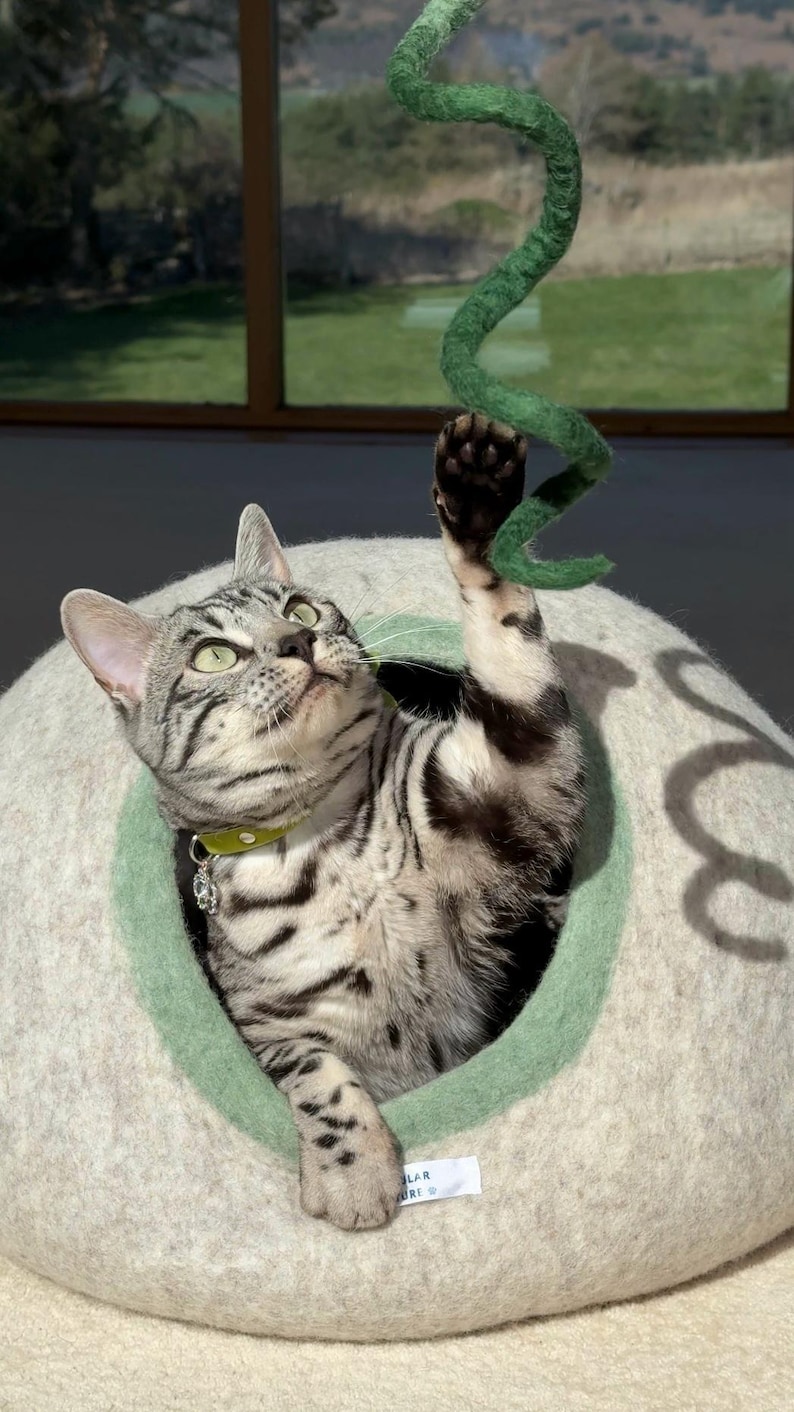 Op de afbeelding: Een zilver en zwart gevlekte kat met een limoengroene halsband in een koepelvormige, lichtgrijze vilten kattenhol met een lichtgroene rand. De kat reikt met &eacute;&eacute;n poot omhoog om naar een hangend, spiraalvormig groen vilten speeltje te slaan.
