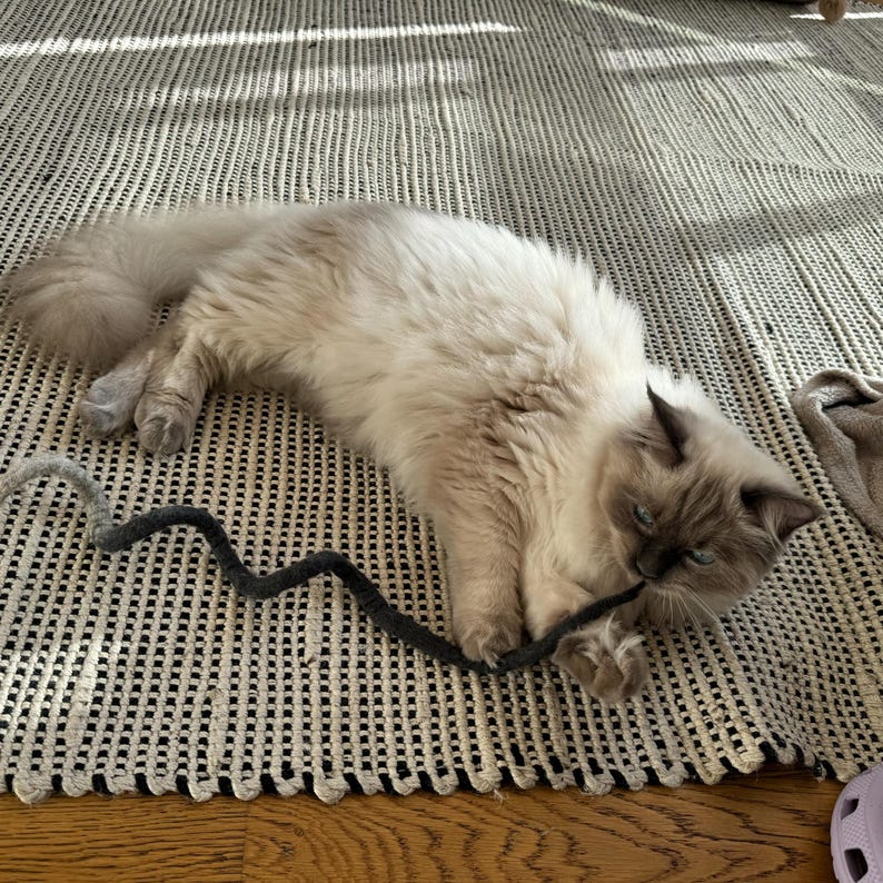 Cat playing with eco-friendly felt spiral toy — natural wool cat toy encouraging playful movement and sustainable fun.