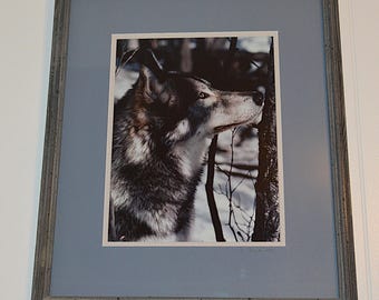 Framed and Matted Yellowstone National Park Gray Wolf in Winter - Professionally Framed and Matted Bears Den Gallery Helena Montana