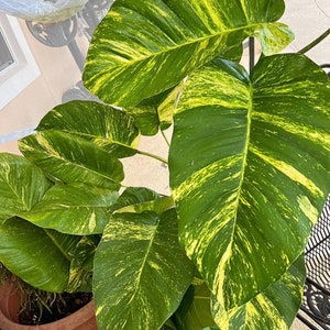 Giant pothos variagate aurea with roots, multiples giant leafs