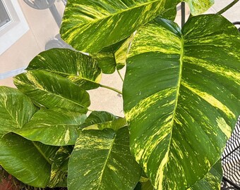 Pothos gigante variagate aurea con raíces, múltiples hojas gigantes