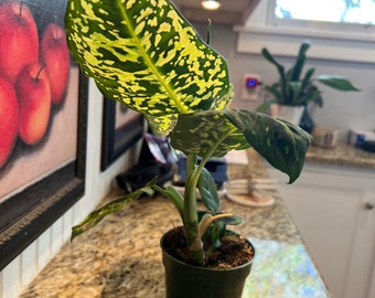 Dieffenbachia Reflector, 6" Plant