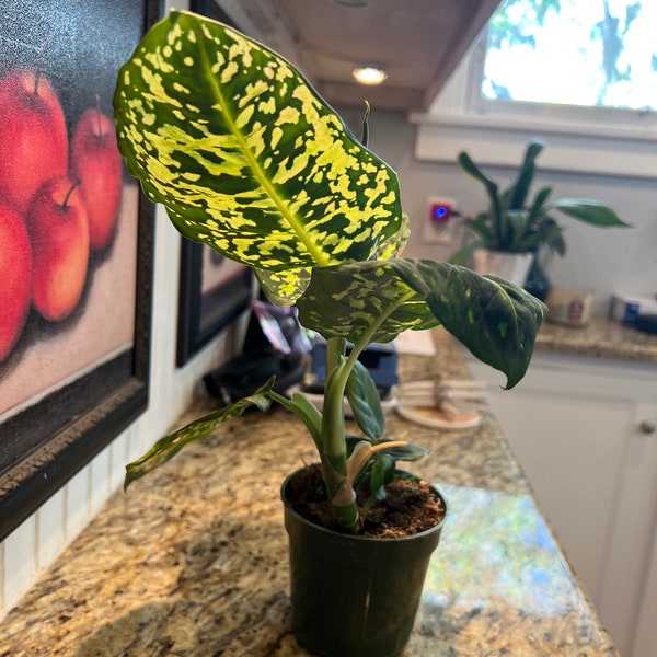 Dieffenbachia-reflector, 6" plant