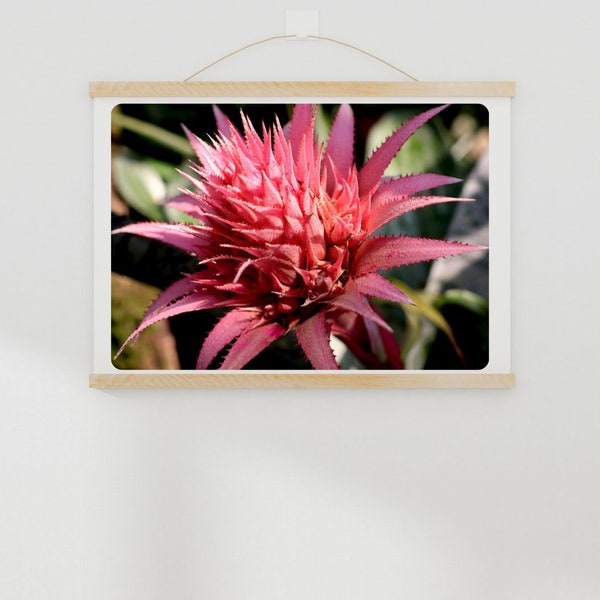 Download Aechmea fasciata flower