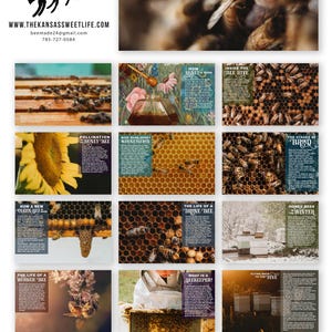 Honey Bee Educational Posters - Printed and Laminated 11x17