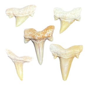 5 Collector Grade Authentic Fossil Shark Teeth Morocco