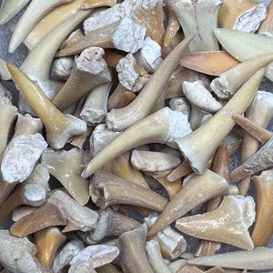 Puede incluir: Una colección de dientes de tiburón fosilizados en tonos beige, marrón y crema. Los dientes tienen forma triangular con una punta afilada y una base. Algunos tienen una textura rugosa, mientras que otros son más lisos.