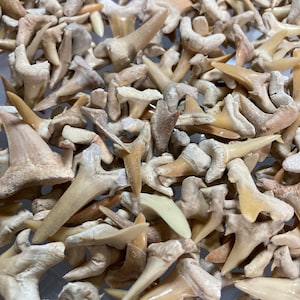 Lotto all'ingrosso di oltre 1000 denti di squalo fossili Marocco