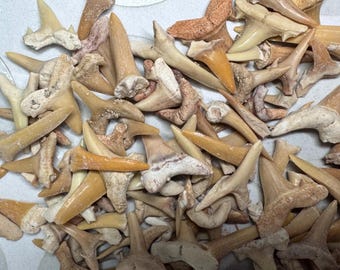 Wholesale Lot of 1000+ Fossil Shark Teeth Morocco