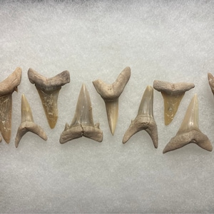 Lot of 10 Jewelry + Grade Fossil Shark Teeth Western Sahara