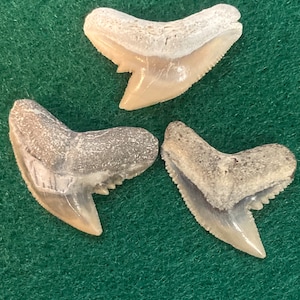Lot of 3 Fossil Tiger Shark Teeth Southeastern USA