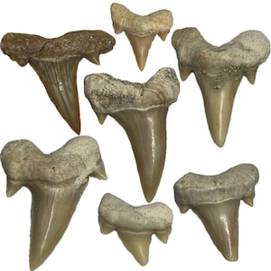 Lot of 7 Jewelry + Grade Fossil Shark Teeth Morocco