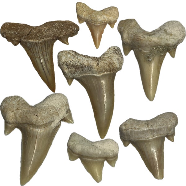 Lot de 7 bijoux + Dents de requin fossile de qualité Maroc