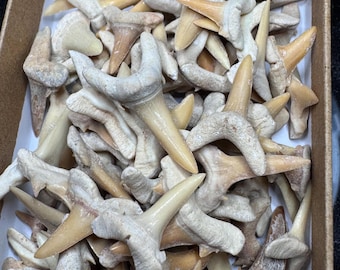 Wholesale Lot of 100+ COLLECTOR QUALITY Fossil Shark Teeth Morocco