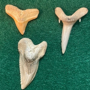 Lot of 3 Fossil Shark Teeth (MANY POSSIBLE SPECIES) Southeastern United States